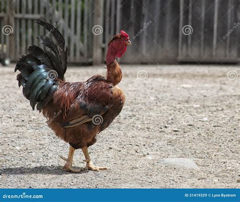 coqbnu|Incroyables vidéos porno gratuites de COQNU .
